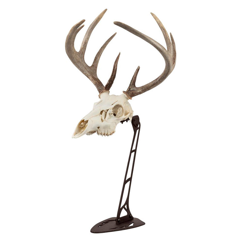 Allen Ez Mount Skull Stand Centerpiece Skull Stand