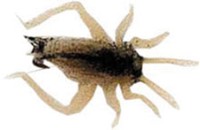 Creme Small Cricket 2Pk Brown