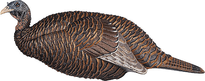 Flextone Thunder Chick Turkey Decoy Breeder