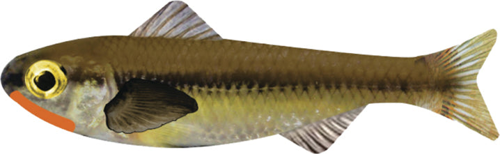 Keystone Minnow 1/Jh 1/16Oz 6Pk Dace