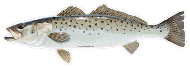 Salty Bones Profile Fish Sticker 4.5X16In Speckled Trout