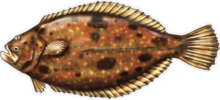 Salty Bones Profile Fish Sticker 4.5X16In Flounder