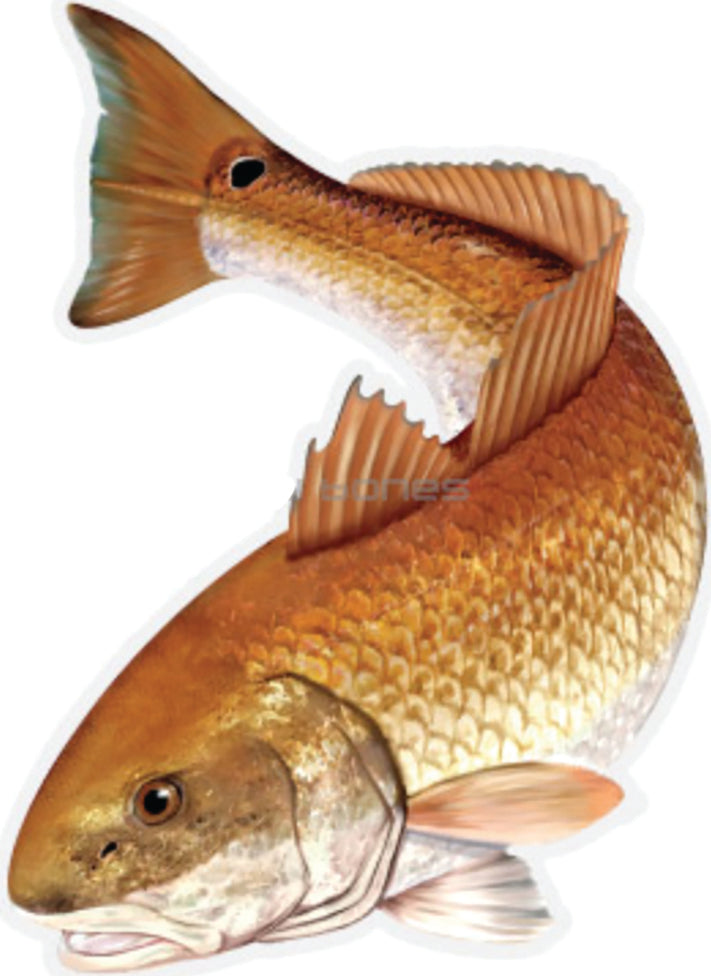 Salty Bones Mega Fish Sticker 8X11In Redfish