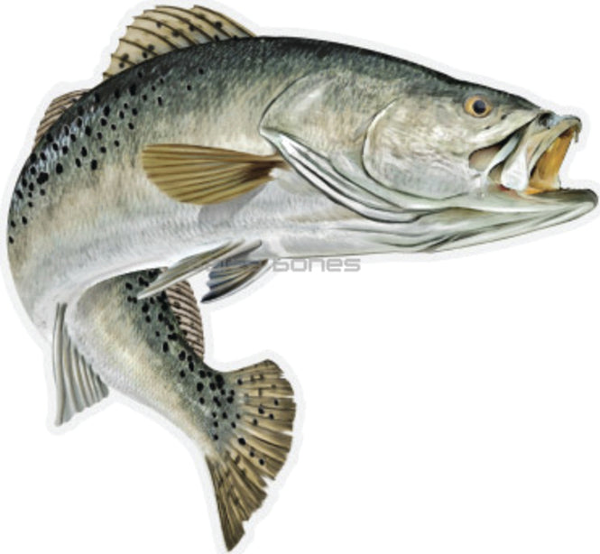 Salty Bones Mega Fish Sticker 8X11In Speckled Trout