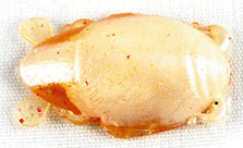 Berkley Gulp Sw Sand Flea 1In 12Bg Amber Glow