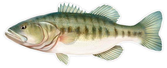 Salty Bones Profile Fish Sticker 4.5X16In Bass